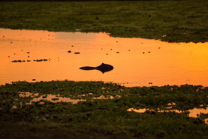Pantanal - Photo by Pantanal